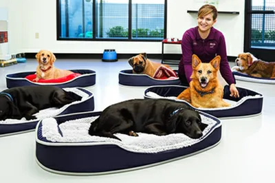 Illustration kennel - Image 1