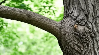 Illustration limb - Image 1