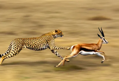 Illustration rushes - Image 1