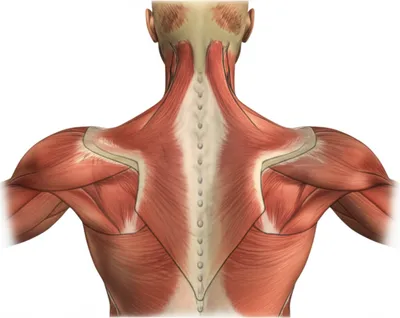 Illustration trapezii