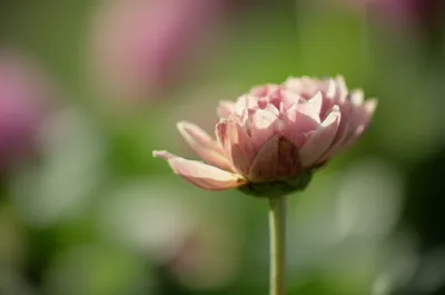 Illustration dilated - Image 1