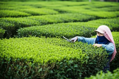 Illustration skiffs - Image 1