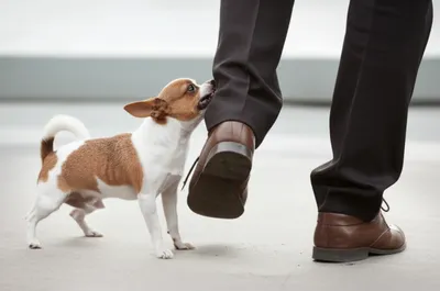 Illustration badgering