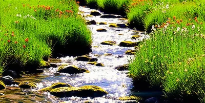 Illustration beck - Image 1