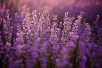 Illustration spike - Image 1