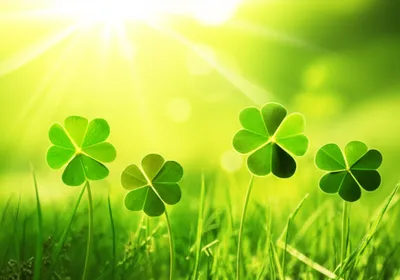 Illustration clovers - Image 1