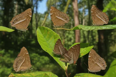 Illustration browns - Image 1