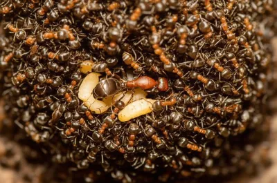 Illustration bivouac - Image 1