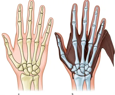 Illustration homologues