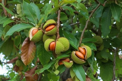 Illustration chestnuts