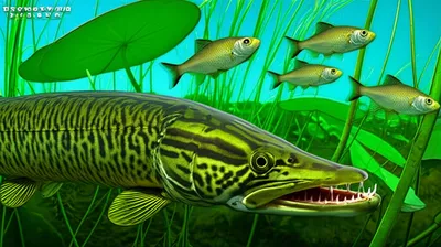 Illustration pikes - Image 1