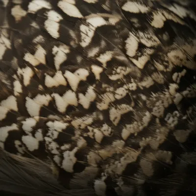 Illustration mottled - Image 1