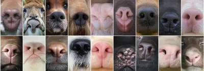 Illustration noses - Image 1