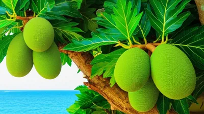Illustration breadfruit
