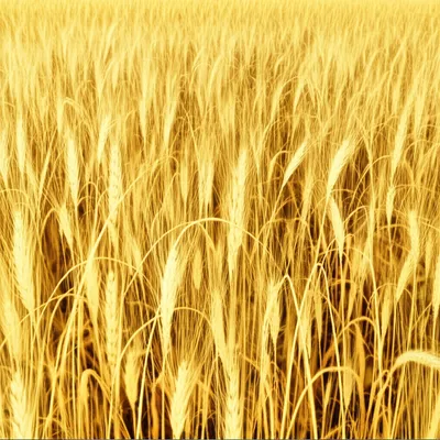 Illustration curls - Image 1