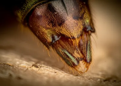 Illustration phalange - Image 1