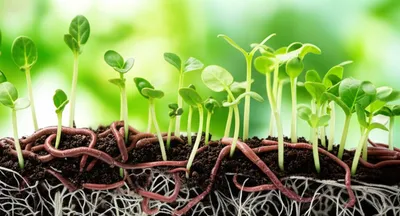 Illustration topsoil - Image 1