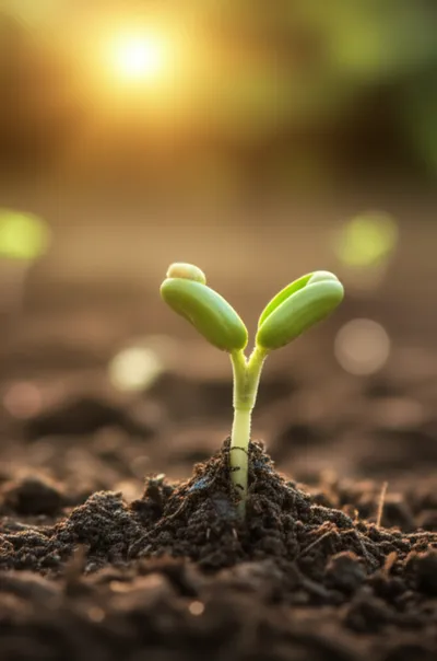 Illustration seed - Image 1