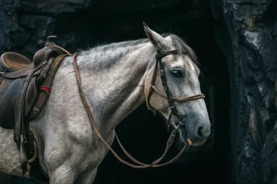 Illustration knackers - Image 1