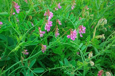 Illustration tills - Image 1