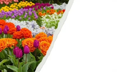 Illustration erased - Image 1