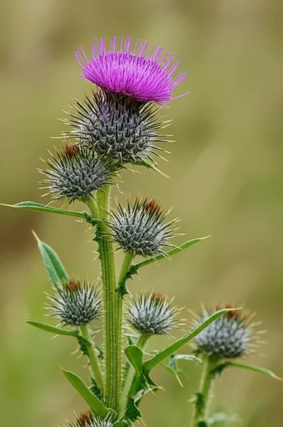 Illustration thistles