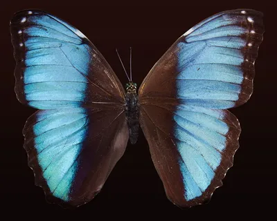 Illustration wings - Image 2