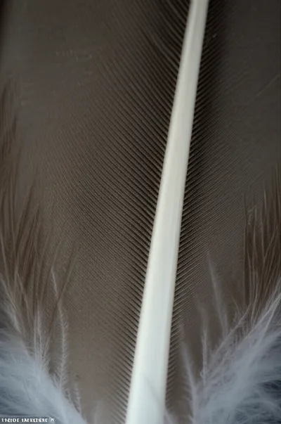 Illustration barbs - Image 1