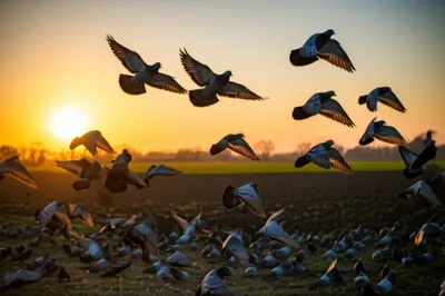 Illustration tipplers - Image 1