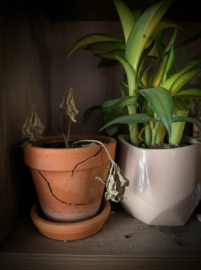 Illustration ming - Image 1