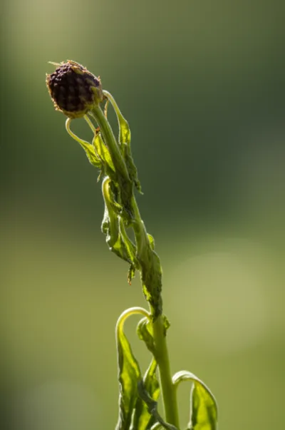 Illustration wilt - Image 1