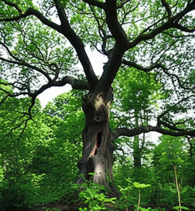 Illustration veterans - Image 1