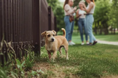 Hình ảnh minh họa sidling - Ảnh 1