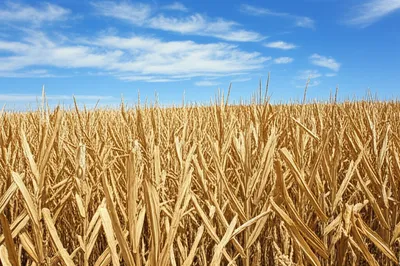 Illustration cornfield