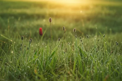 Illustration sooner - Image 1