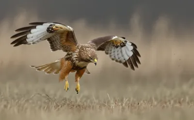 Illustration bait - Image 1