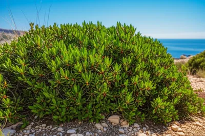 Illustration mastics - Image 1