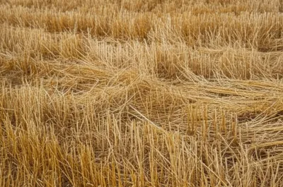 Illustration windows - Image 1