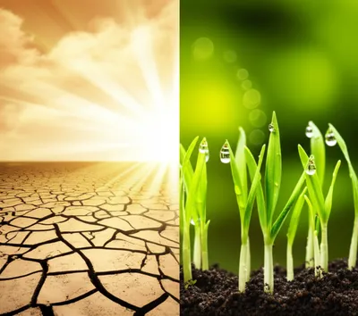 Illustration plants - Image 1