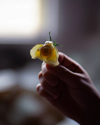 Illustration withers - Image 1