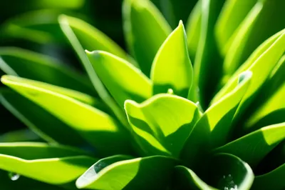 Illustration natural - Image 1