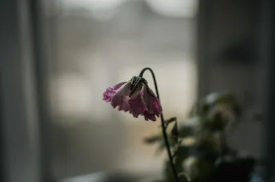 Illustration flatter - Image 1