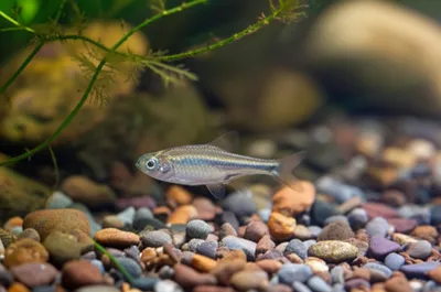 Illustration ms - Image 1