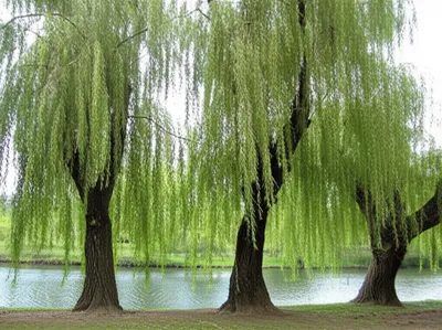 Illustration willy - Image 1