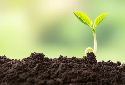 Illustration first - Image 1