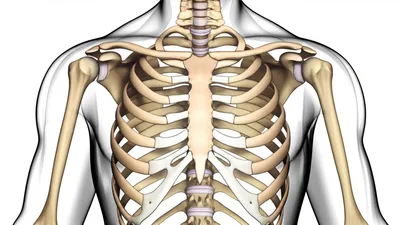 Illustration ribcage - Image 1