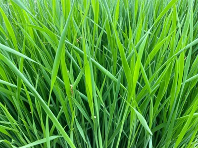 Illustration sedges - Image 1