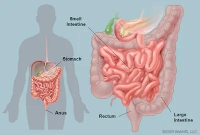 Illustration intestine - Image 2