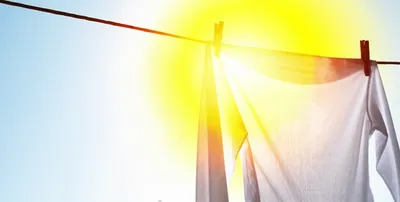 Illustration dries - Image 1