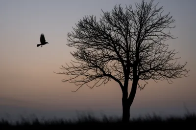 Illustration bereavement